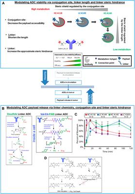 Linker Design Impacts Antibody-Drug Conjugate Pharmacokinetics and Efficacy via Modulating the Stability and Payload Release Efficiency